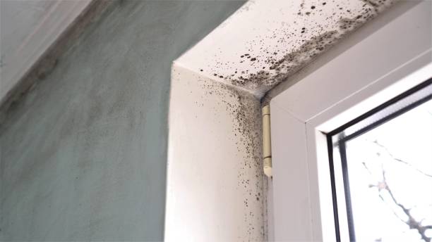 Forensic Mold Investigation in Oxoboxo River, CT