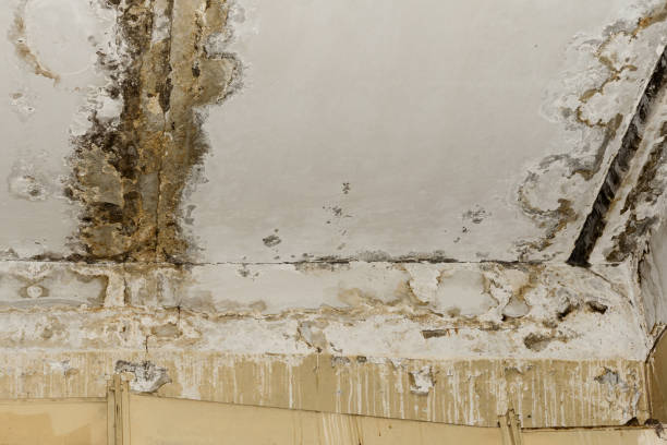 Best Attic Mold Removal  in Oxoboxo River, CT