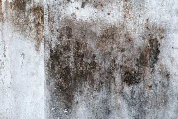 Best Residential Mold Inspection & Testing  in Oxoboxo River, CT
