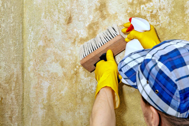 Best Commercial Mold Inspection  in Oxoboxo River, CT