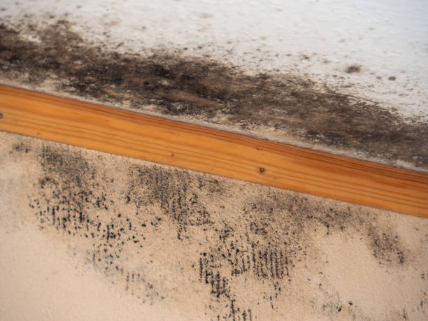 Best Biohazard Mold Removal  in Oxoboxo River, CT