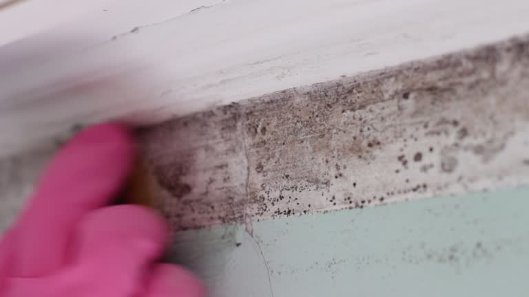 Best Mold-Related Health Consultation  in Oxoboxo River, CT